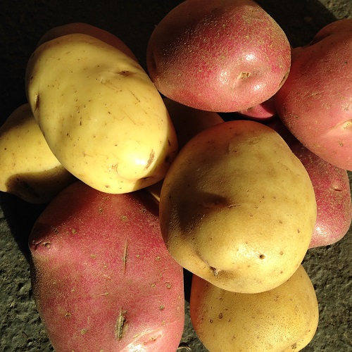 Seed Potatoes for Chips Collection